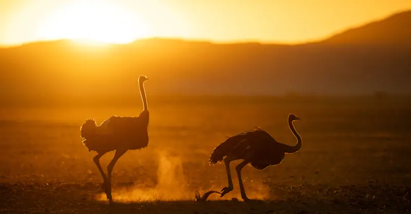 Ostrich, Namibia