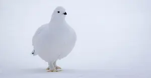 Willow ptarmigan, Churchill, Manitoba.