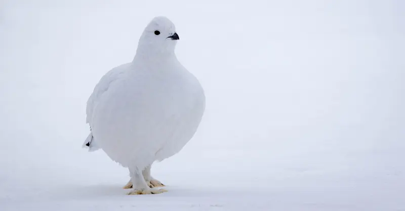 Willow ptarmigan, Churchill, Manitoba.