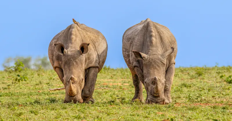 Southern white rhinos, Maasai Mara, Kenya. 