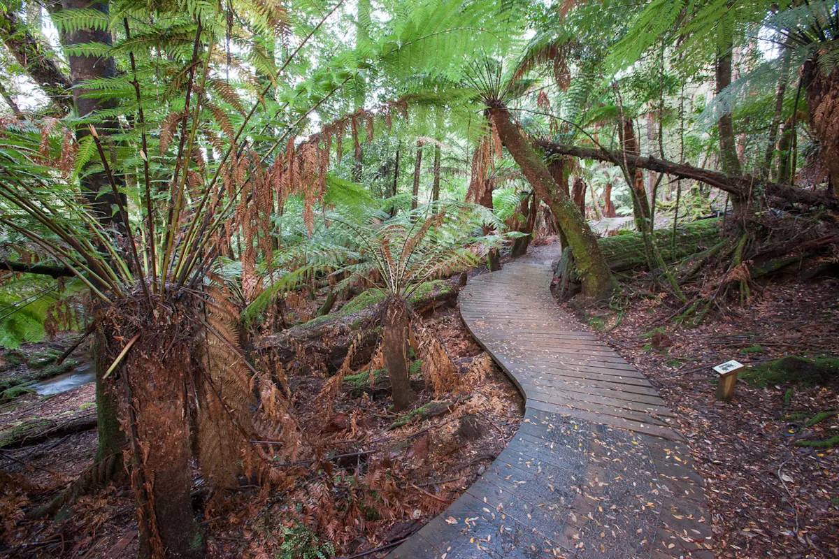 Mt. Field Retreat, Tasmania, Australia.