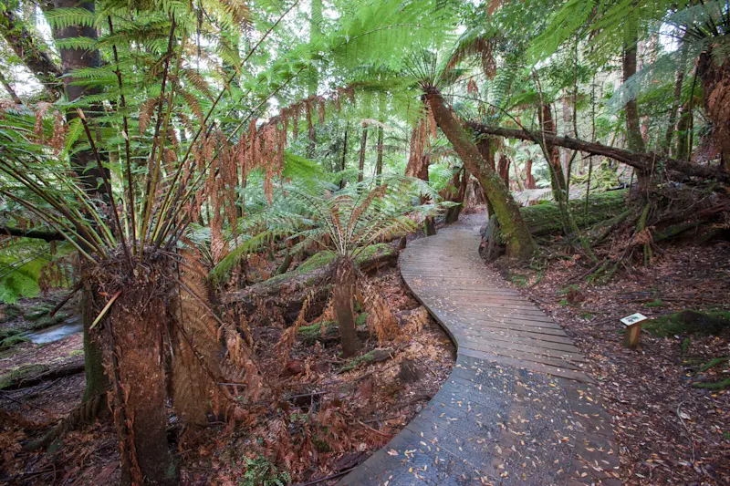 Mt. Field Retreat, Tasmania, Australia.