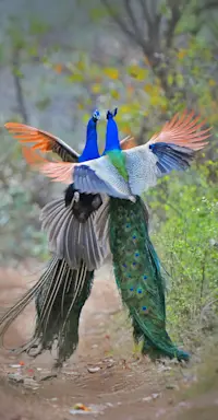 Dance of the Peacocks