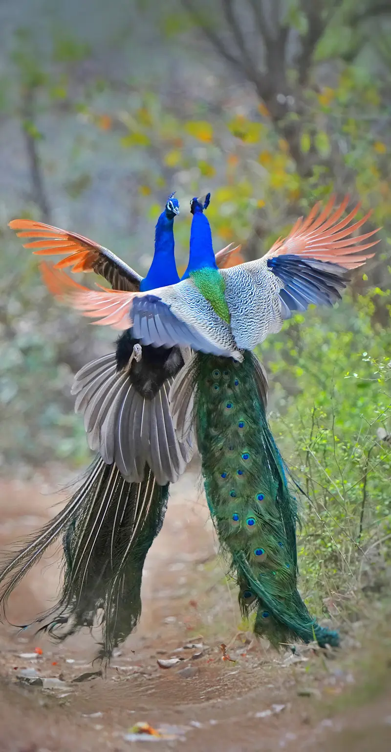 Dance of the Peacocks