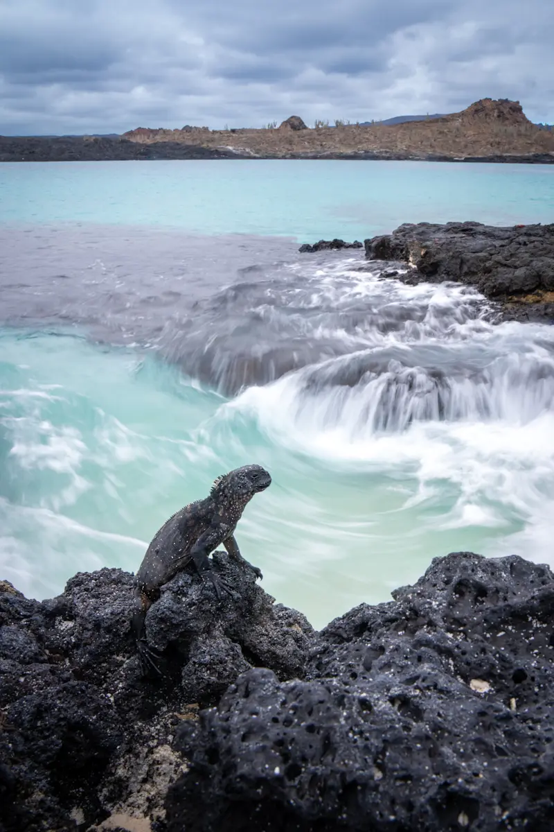 Marine iguana, Galapagos Islands, Ecuador.