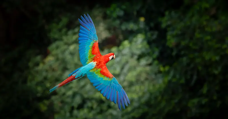 Red and green macaw, Bonito, Brazil