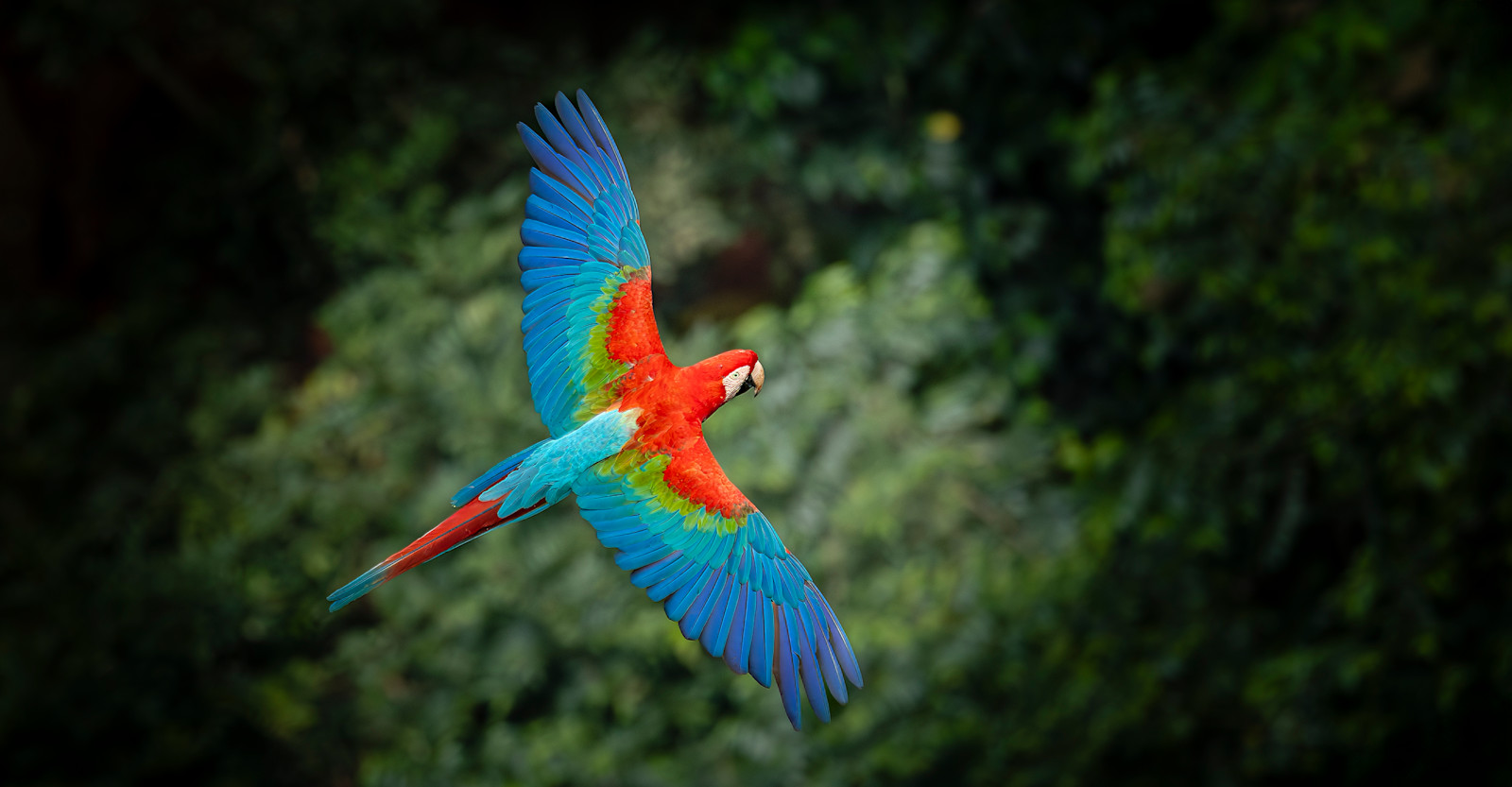 Red and green macaw, Bonito, Brazil