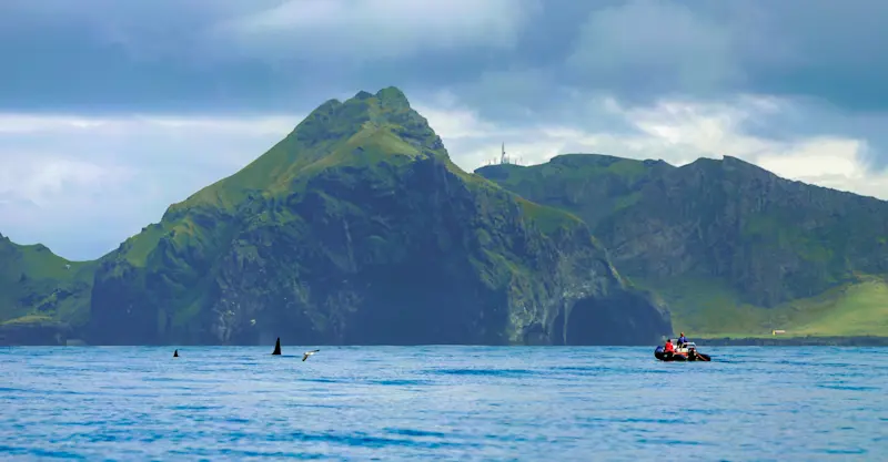 Earthwatch Expeditions crew observes killer whales, Iceland.