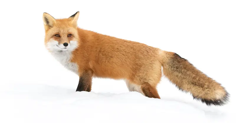Red fox, Churchill, Manitoba.