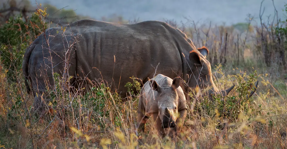 White rhino mother and calf, South Africa.