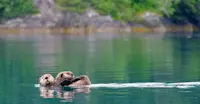 Sea Otters - Kenai Fjords, Alaska
