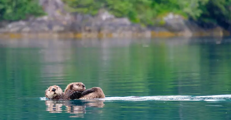 Sea Otters - Kenai Fjords, Alaska