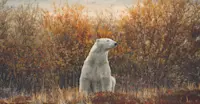 Polar bear surrounded by fall foliage, Churchill, Manitoba, Canada.
