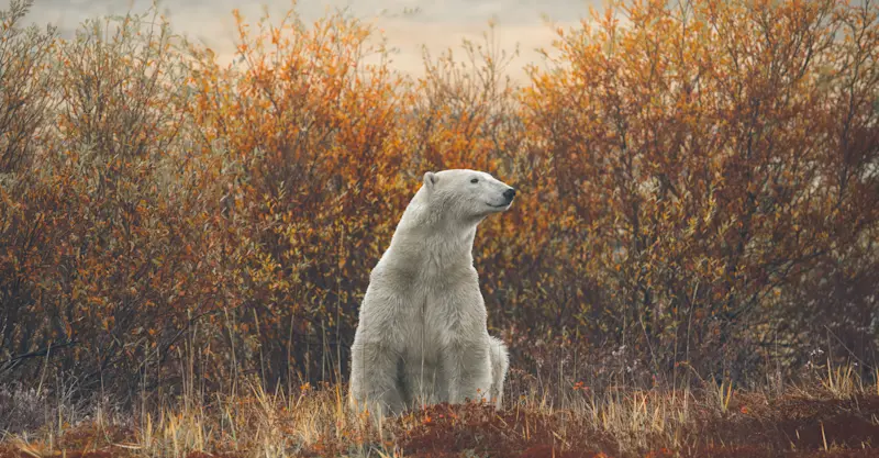 Polar bear surrounded by fall foliage, Churchill, Manitoba, Canada.
