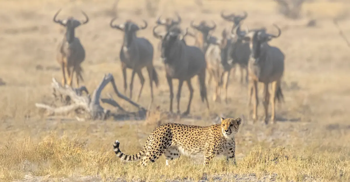 Hunting Cheetah, Makgadikgadi Pans, Botswana.