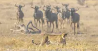 Hunting Cheetah, Makgadikgadi Pans, Botswana