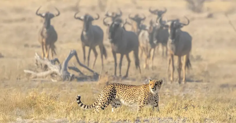 Hunting Cheetah, Makgadikgadi Pans, Botswana