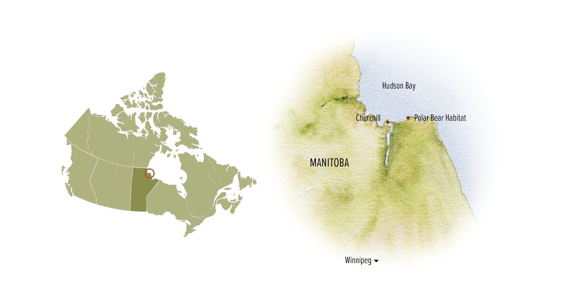 AI KBYG -- Polar Bears w/ Canada Zoom Out