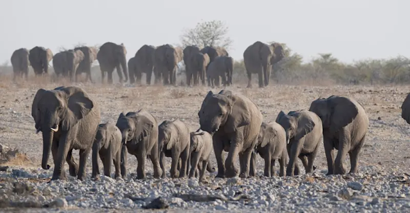 Desert elephant herd, Palmwag Concession, Namibia.
