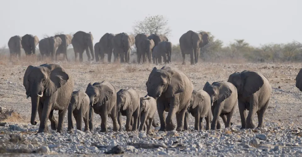 Desert elephant herd, Palmwag Concession, Namibia.
