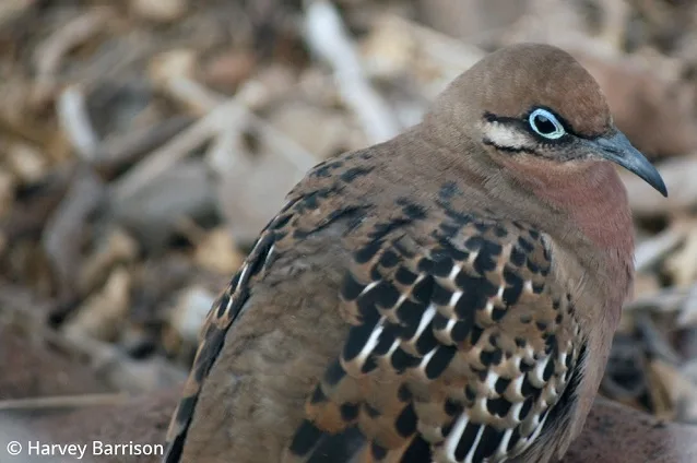 Beforeyougo|Galapagos|Birds|Galapagos Dove Harvey Barrison