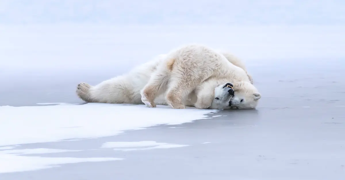 Mother and cub polar bears, Churchill, Manitoba.