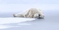 Mother and cub polar bears, Churchill, Manitoba