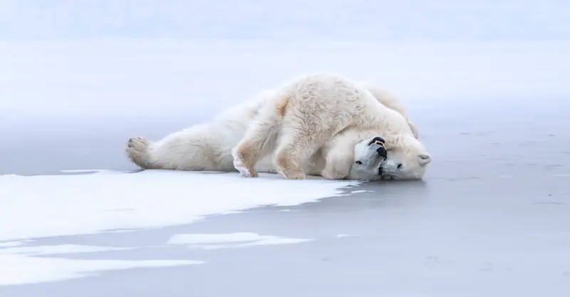 Mother and cub polar bears, Churchill, Manitoba