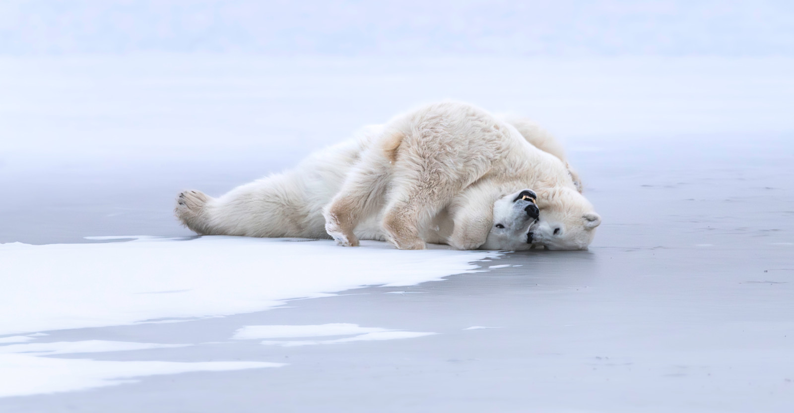 Mother and cub polar bears, Churchill, Manitoba