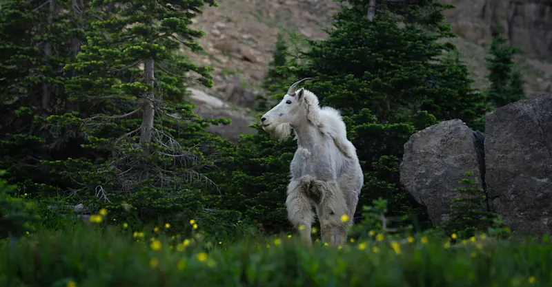Guardian of Glacier National Park.