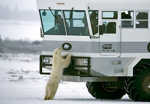 Beforeyougo|polar-bears|conservation|polar-rover-donation