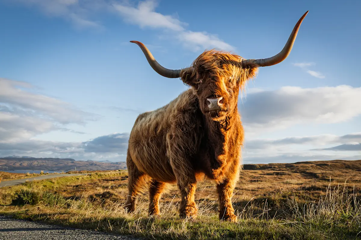 Highland cow, Scotland.