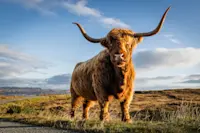 Highland cow, Scotland.
