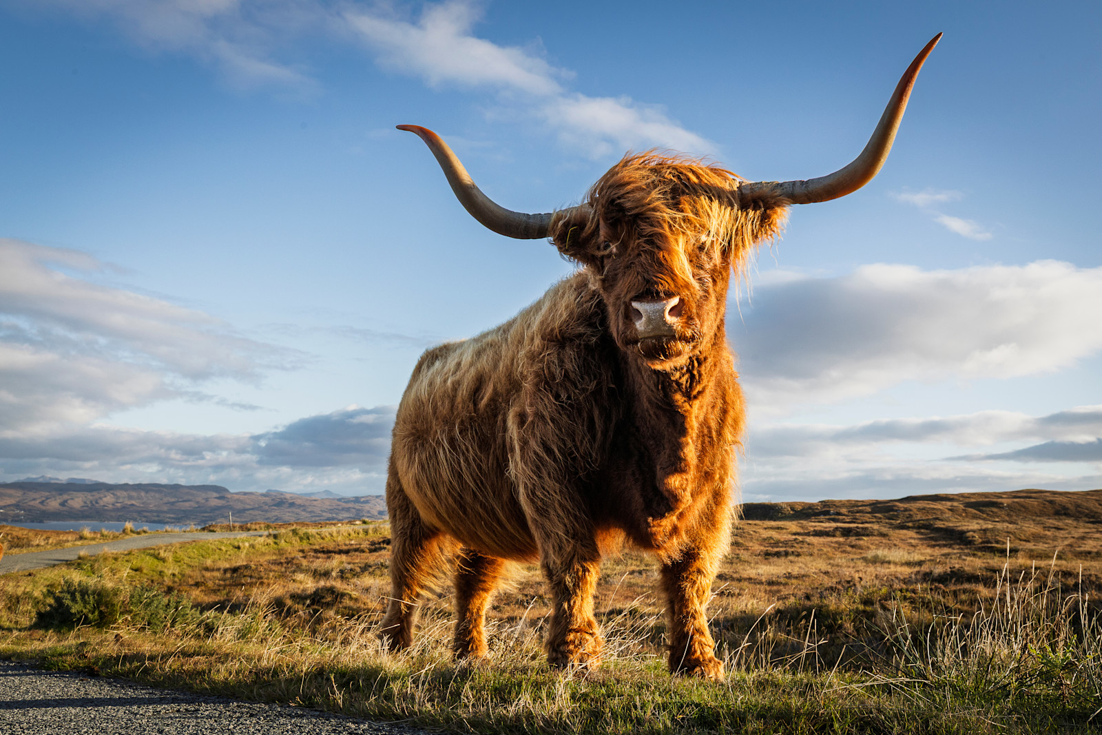 Highland cow, Scotland.