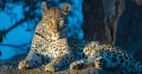 Leopard, MalaMala Private Reserve, South Africa.