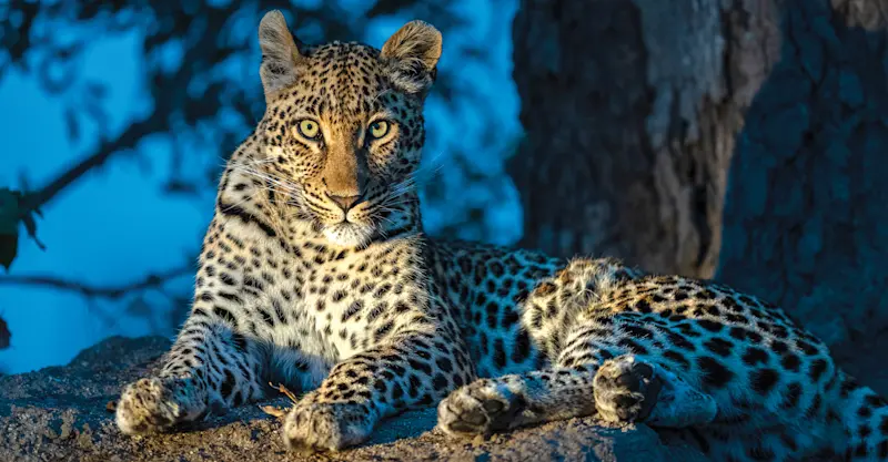 Leopard, MalaMala Private Reserve, South Africa.