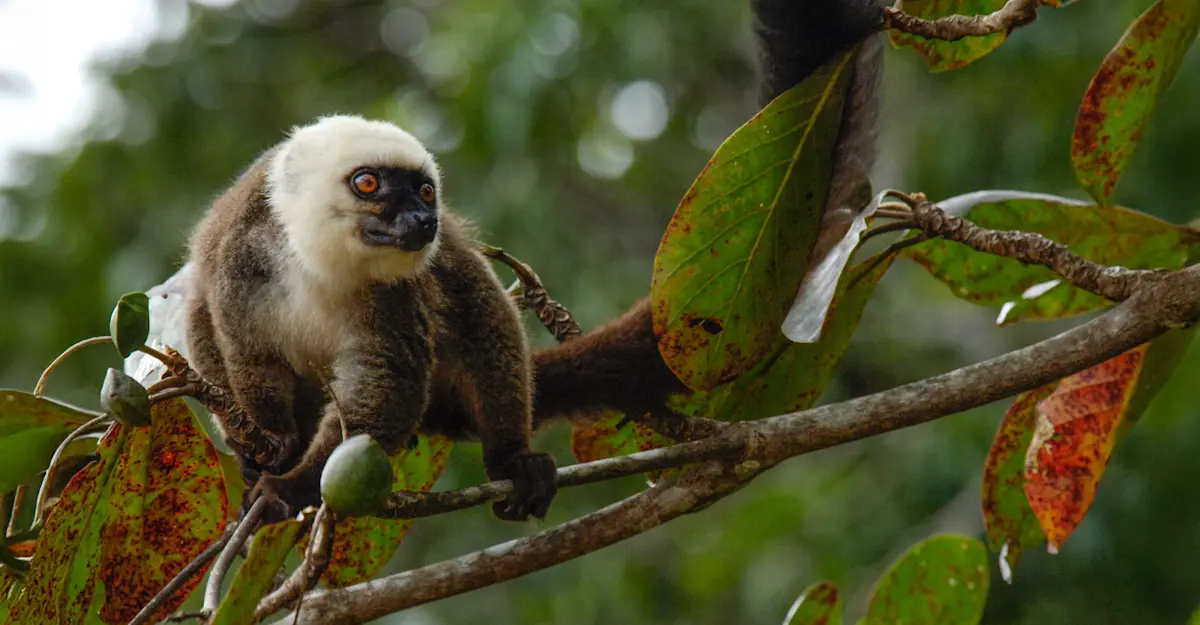 White-headed lemur, Masoala, Madagascar.