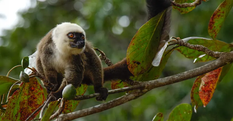 White-headed lemur, Masoala, Madagascar.