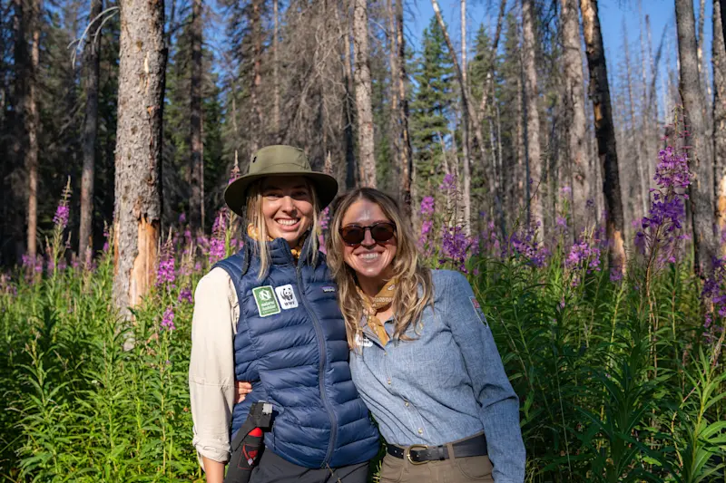 Hiking in the fireweed on Nat Hab's Glacier National Park Expedition in Montana!