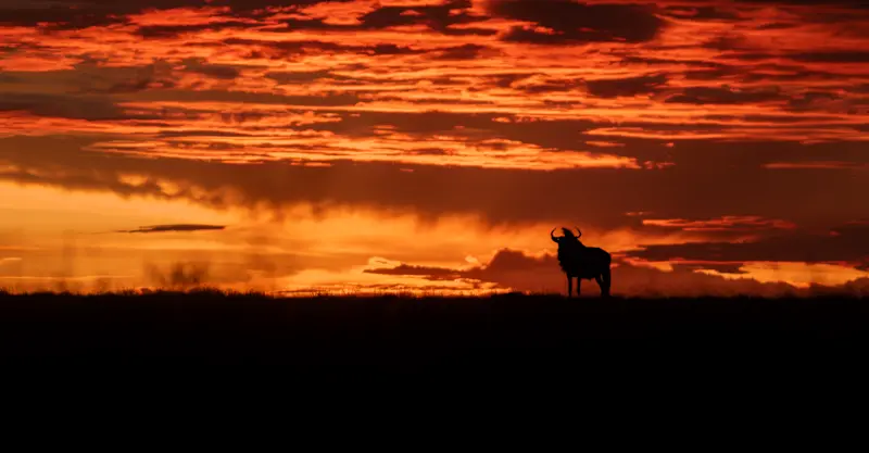 Blue Wildebeest, Liuwa Plains