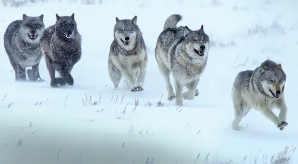 A pack of gray wolves run together in the snow in Yellowstone National Park, United States