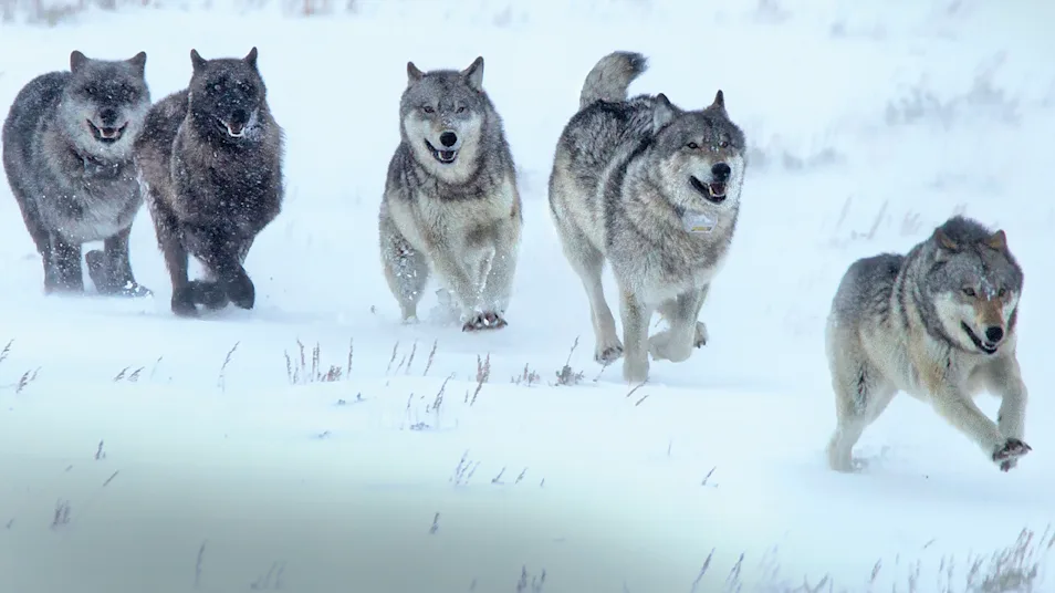 A pack of gray wolves run together in the snow in Yellowstone National Park, United States