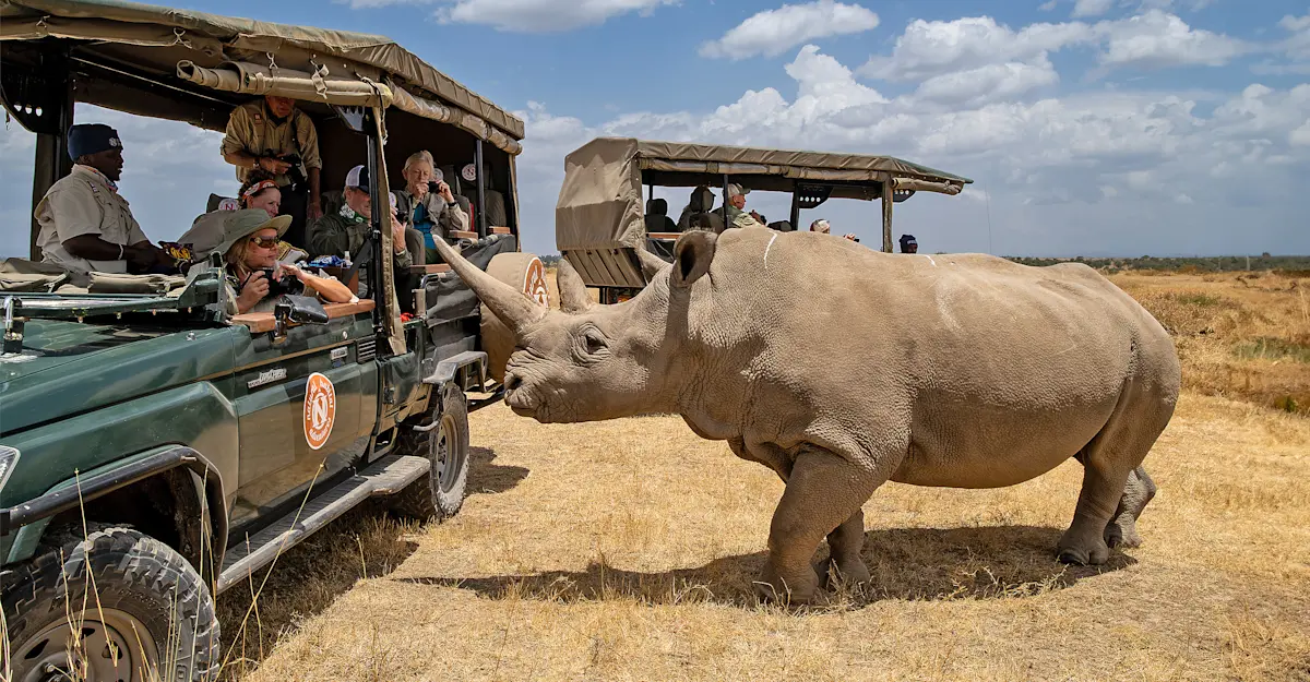 Nat Hab guests and Northern White Rhino, Ol Pejeta Private Conservancy, Kenya.