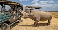 Nat Hab guests and Northern White Rhino, Ol Pejeta Private Conservancy, Kenya.