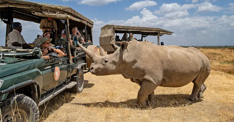 Nat Hab guests and Northern White Rhino, Ol Pejeta Private Conservancy, Kenya.