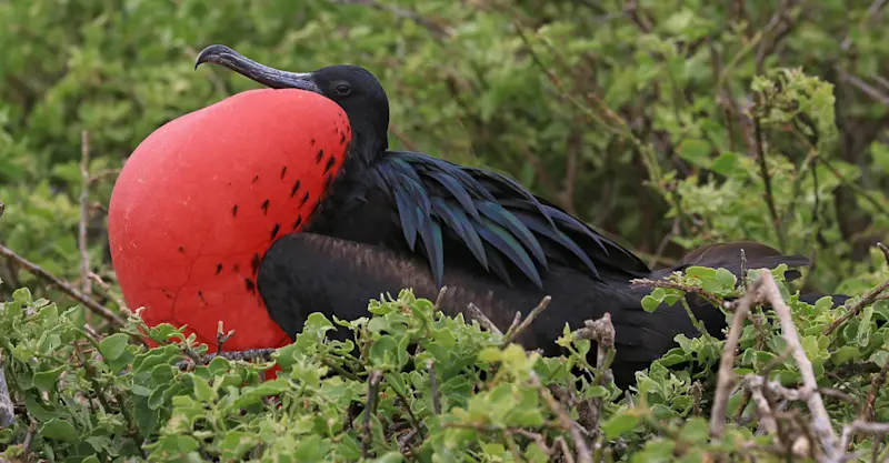 Great frigatebird, North Seymour Island, Galapagos, Ecuador.