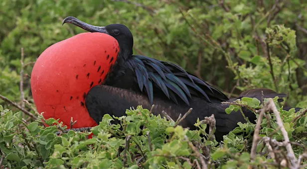 Great frigatebird, North Seymour Island, Galapagos, Ecuador.