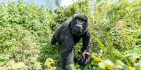 Mountain gorilla, Volcanoes National Park, Rwanda.