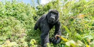 Mountain gorilla, Volcanoes National Park, Rwanda.