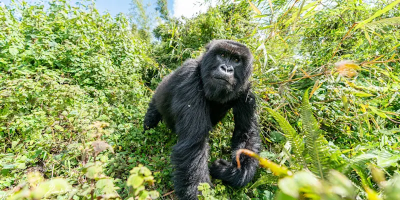 Mountain gorilla, Volcanoes National Park, Rwanda.